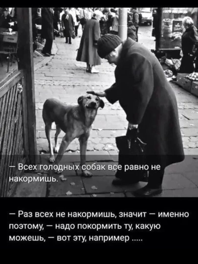 Как нужно относиться к животным огэ. Высказывания об отношении к животным. цитаты про добро к животным. цитаты об отношении человека к животным. высказывания о животных.