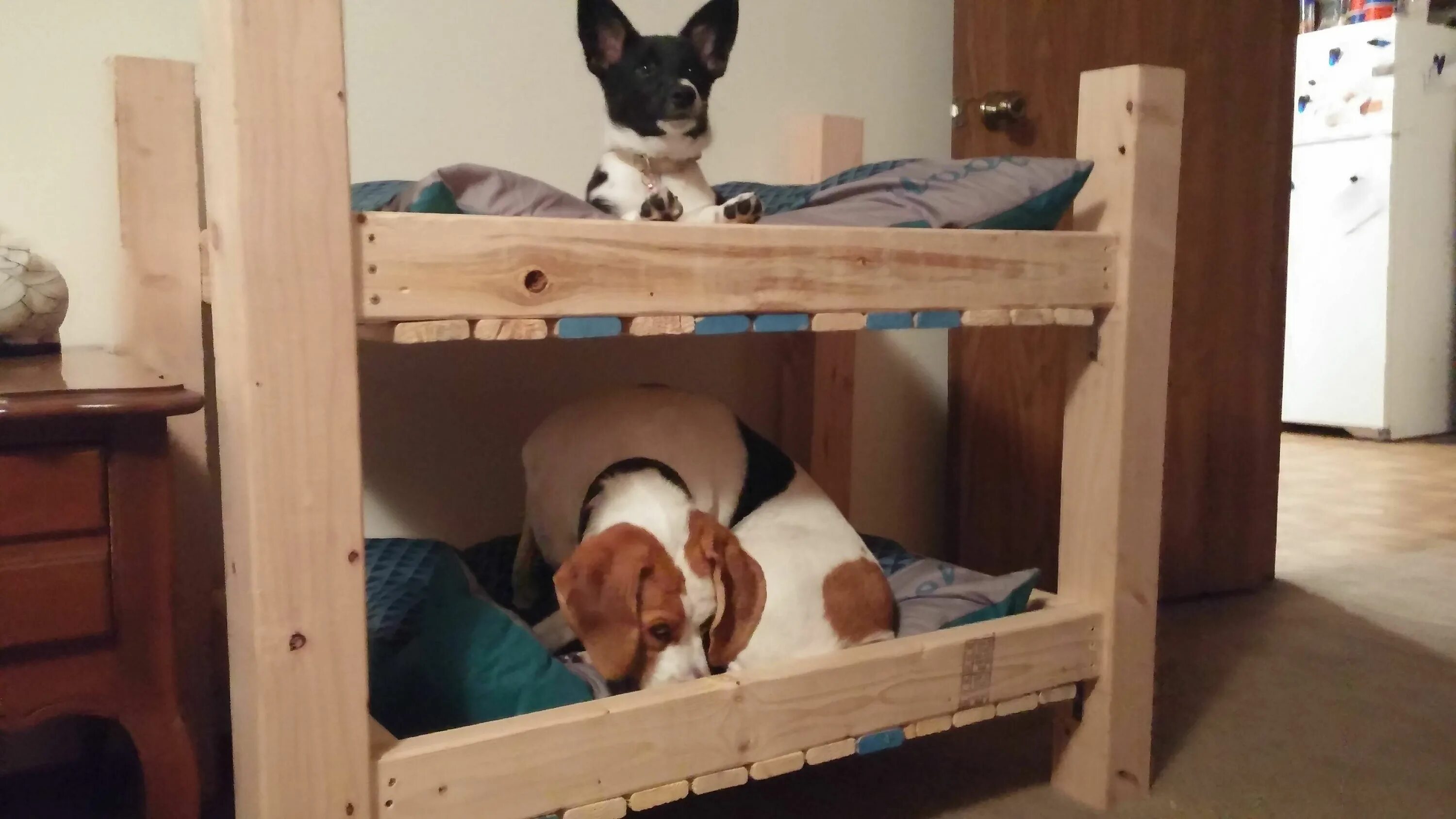 Собачья кровать для человека. Двухъярусная кровать для собак. Двухэтажная лежанка для собаки и кошки. Двухэтажная кровать для животных. Двухэтажные кроватки для собак.