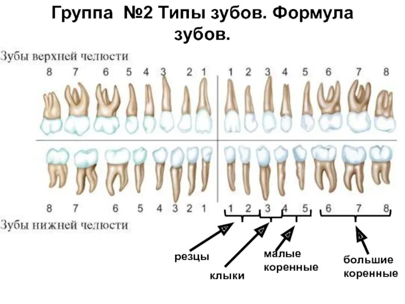 Строение семёрки снизу зуба. Пятый зуб снизу анатомия. Строение зуба 7 снизу. Вид насколько