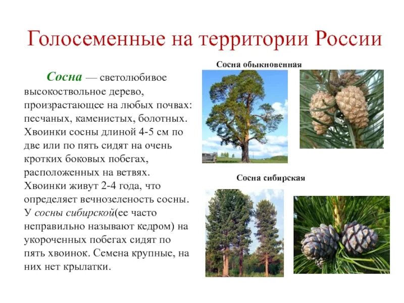 Хвойные кратко. Голосеменные сосна. Голосеменные сосна обыкновенная. Голосеменные растения сосна обыкновенная. Голосеменные растения 5 класс биология сосна обыкновенная.