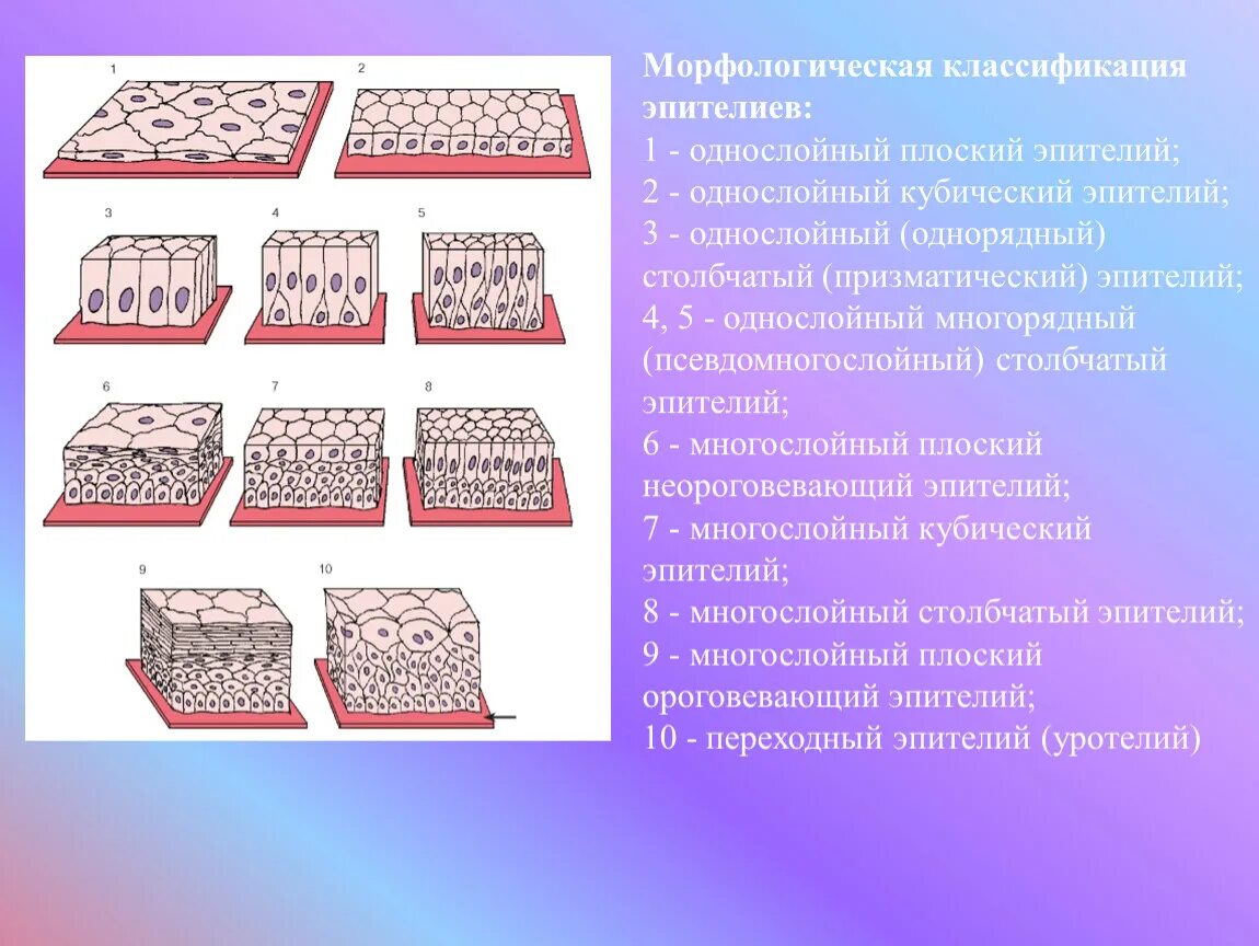 Особенности поверхностных эпителиев. Особенности поверхностных эпителиев. Однослойный цилиндрический эпителий топография. Эпителиальная ткань многослойный эпителий. Типы эпителиальной ткани схема.