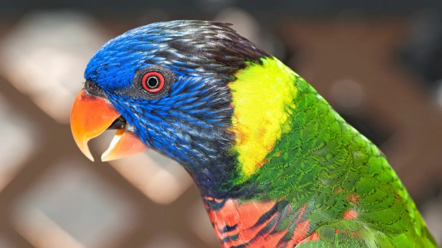 Лорикет попугай зеленый. Попугай цвета манго. Радужный лорикет. Попугай лорикет фото. Что такое пестрый