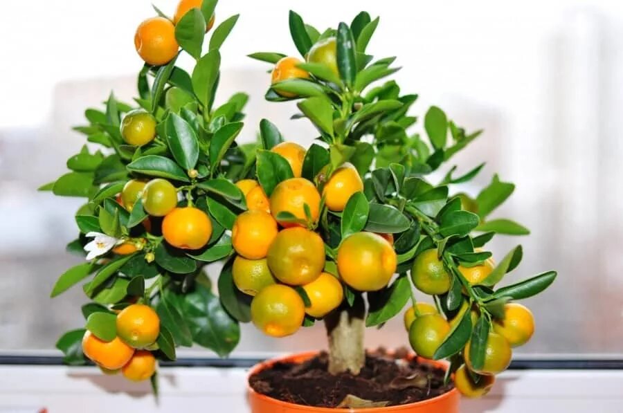 Мандариновое дерево танжерин. Цитрус каламондин цитрофортунелла. Мандарин уншиу дерево. Вашингтон цитрус. Карликовый мандарин дерево.