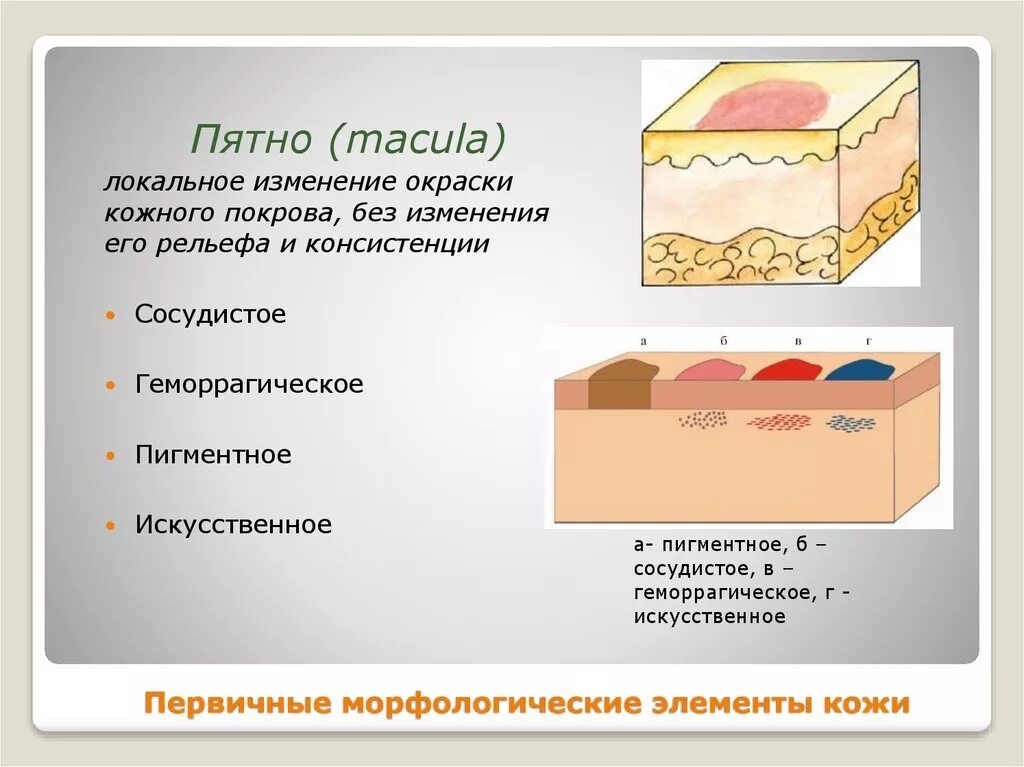 Пятно первичный элемент. Морфологические элементы кожи сыпь. морфологические элементы сыпи папула. вторичные морфологические элементы кожи дерматовенерология. морфологические элементы кожи папула.