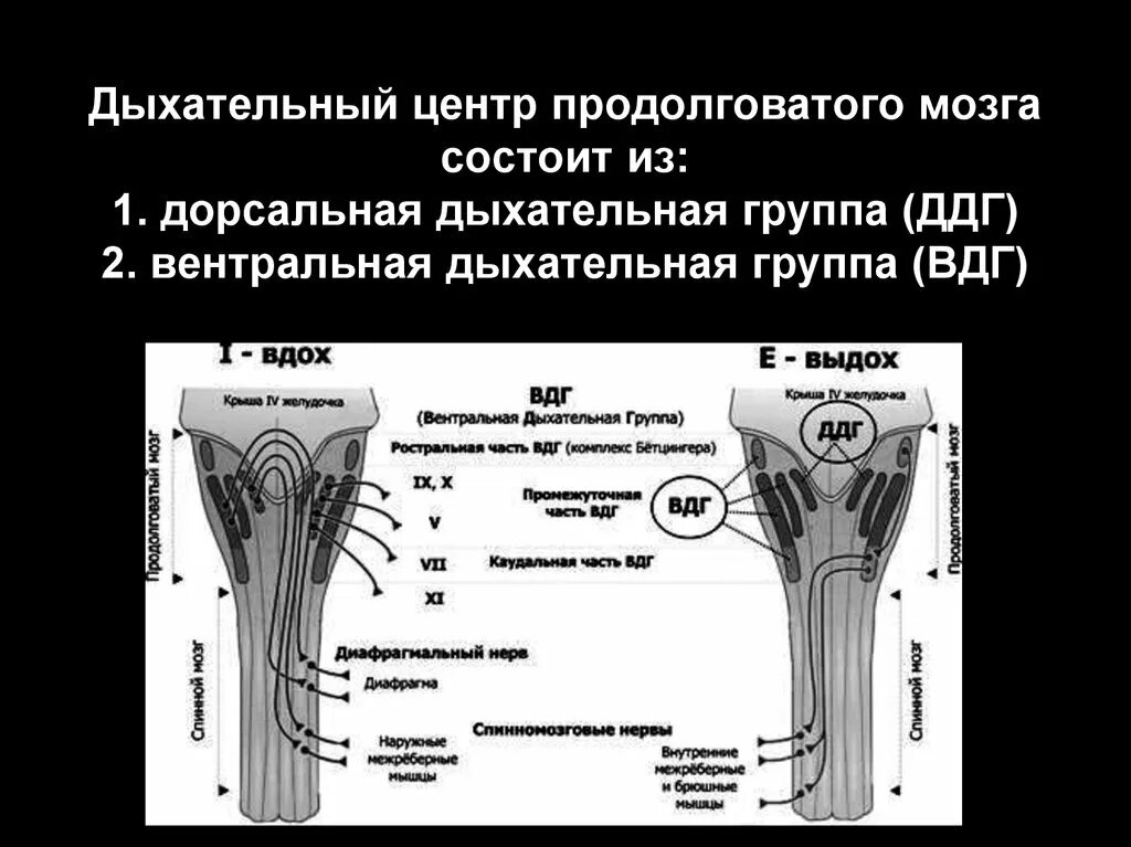 Центр удлиненный. Структура дыхательного центра продолговатого мозга. Локализация дыхательного центра. Строение дыхательного центра. Продолговатый мозг центр дыхания.