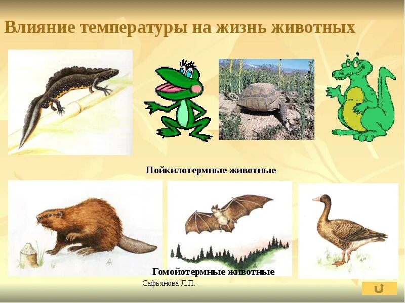 Лес - наше богатство - презентация, доклад, проект скачать