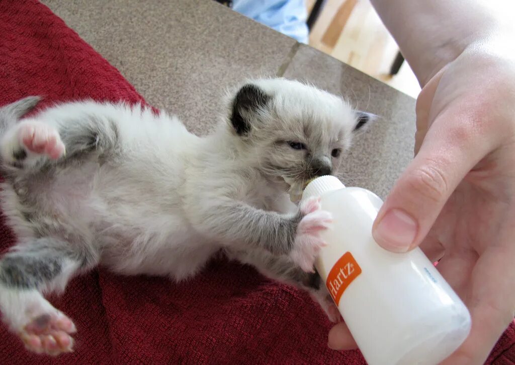 Котята без кошки как ухаживать