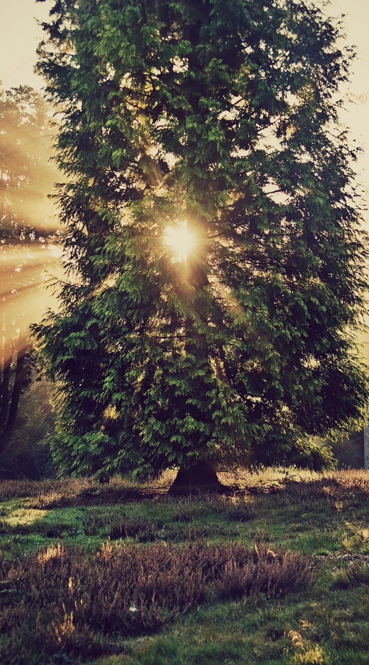 Phone tree