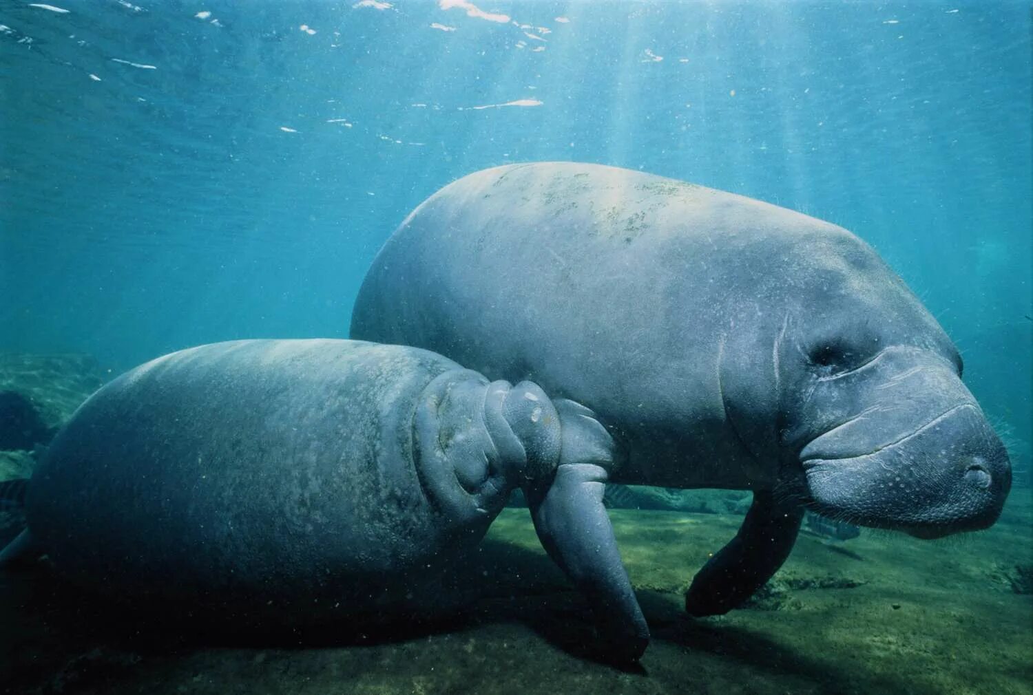 Manatee