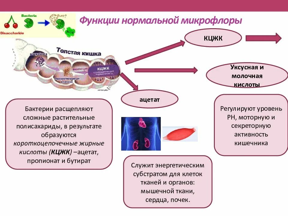 Структура нормального микробиома не соответствует норме