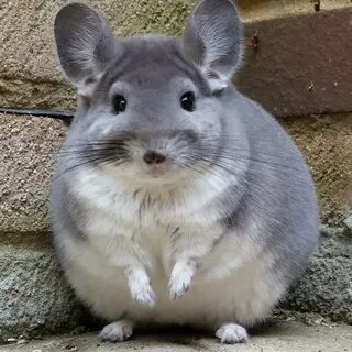 Стоит шиншилла