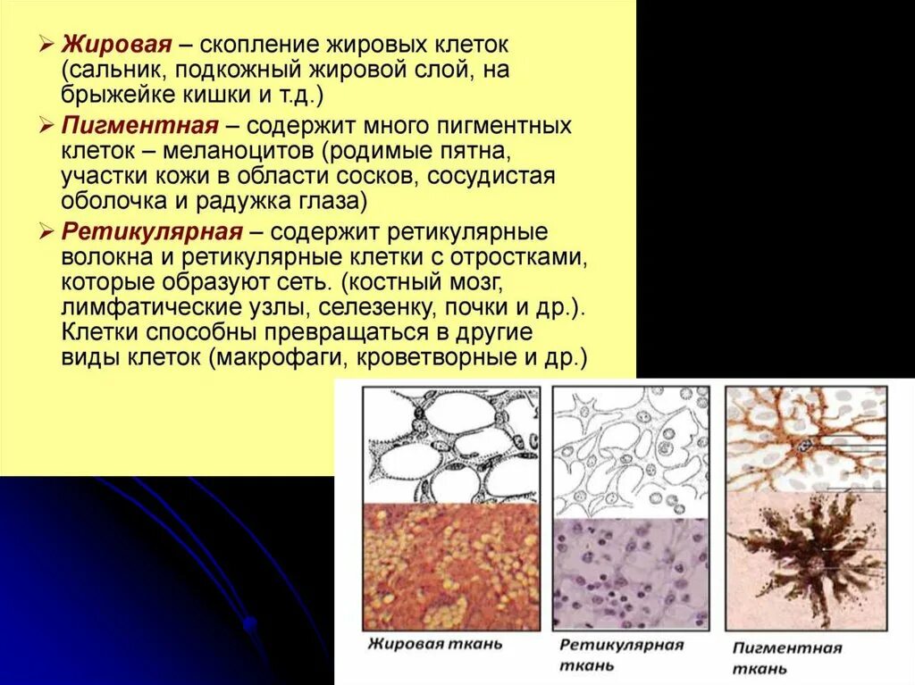 Жировая ретикулярная и пигментная ткань. Ретикулярная соединительная слизистая ткань. Соединительная ткань жировая пигментная ретикулярная. Слизистая соединительная ткань функции и местоположение. Кожа способна к