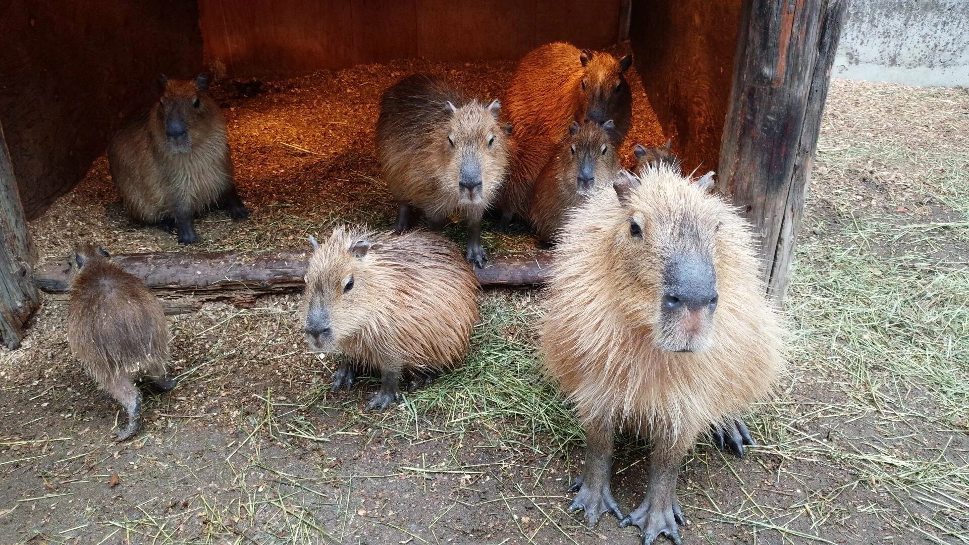 Капибары за деловым обедом