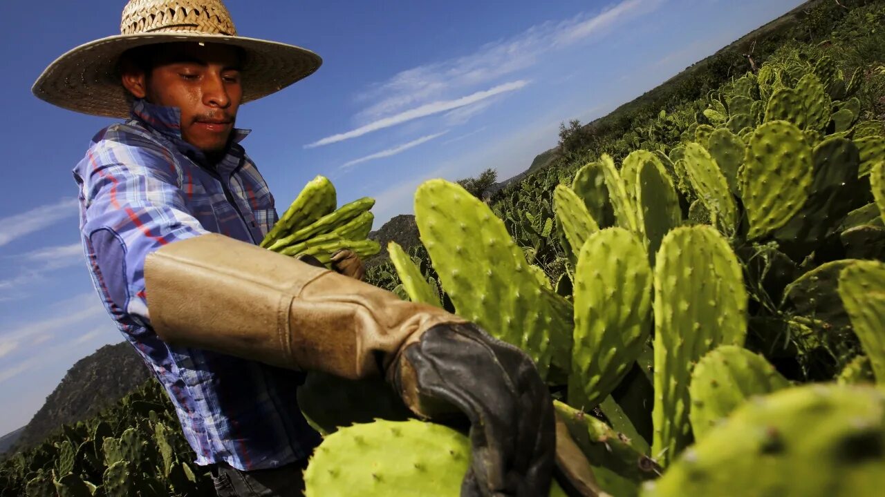 Mexican cactus. Опунция в Мексике. Мексика пустыня кактусы Сомбреро. Плантации Кактус опунция. Кактус дикий.
