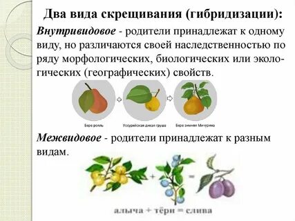 Гибридизация виды метода
