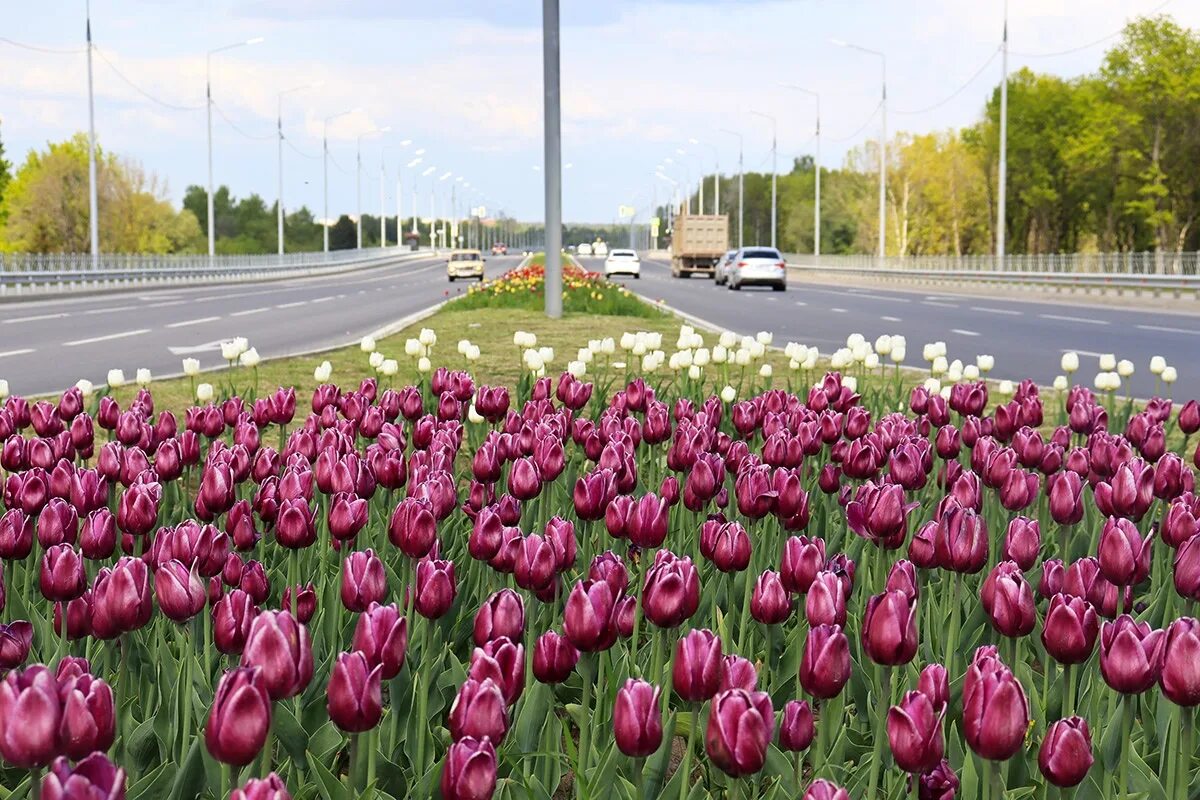 Тюльпаны эстетика. Тюльпаны в городе. Тульпаны. Тюльпан авалон. Тюльпанчик брянск.