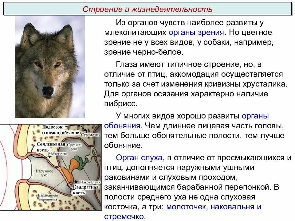 Наиболее развитые резцы можно обнаружить у млекопитающих. Зрение млекопитающих. цветное зрение у млекопитающих. функции органов зрения у млекопитающих. цветовое зрение у млекопитающих кратко-.