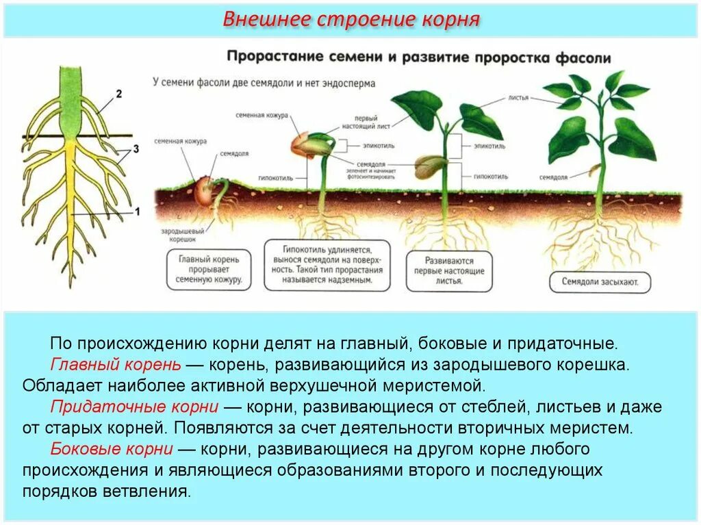 Развитие главного корня из зародышевого корешка семени. Строение корня проростка фасоли. Главный корень развивается из зародышевого корешка. Строение проростка фасоли.