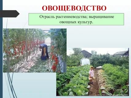 Какие культуры выращивают растениеводы