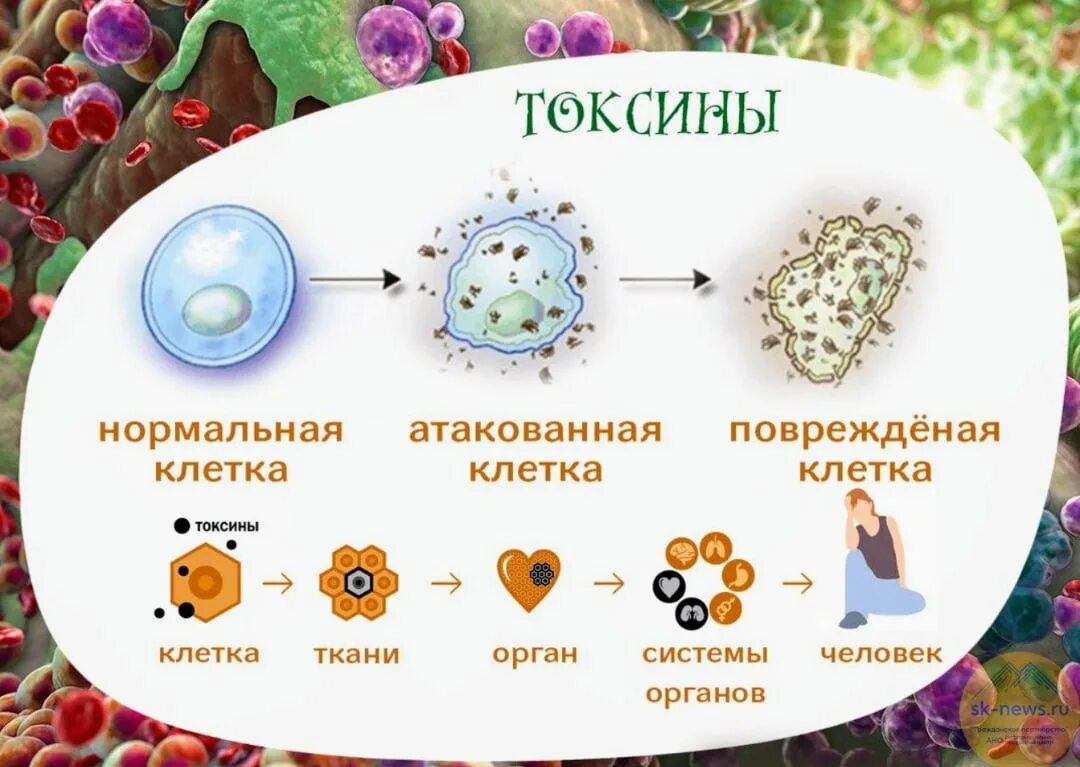 Энергия живых клеток организма. Что такое токсины в организме человека. Накопление токсических веществ в организме. Здоровая клетка.