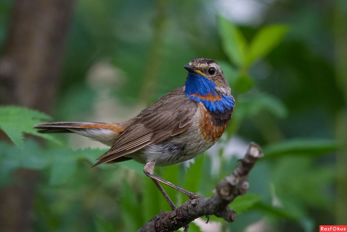 Pin by Larú Leveroni Chinchilla on ANIMALES Nature birds, Animals, Blue bird art