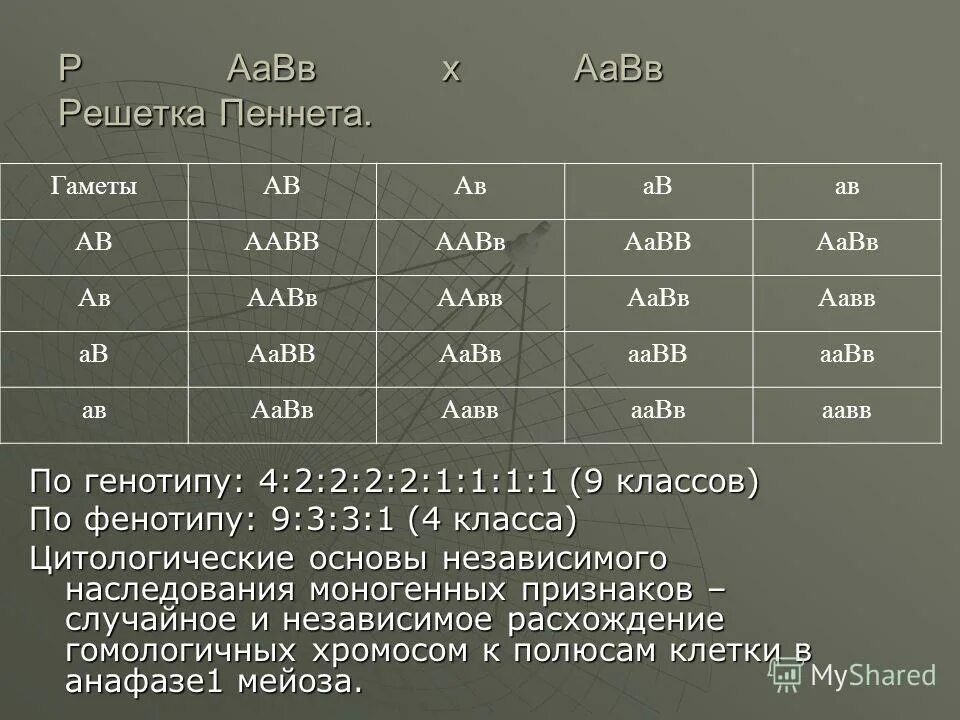 Типы гамет у особи с генотипом аавв. Типы гамет аавв. Решетка пеннета аавв x aabb. Решетка пеннета аавв. Типы гамет у особи аавв.