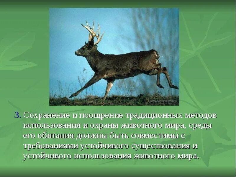 Животный мир проблемы использования. Животный мир проблемы использования