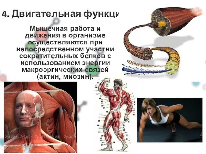Белки выполняющие сократительную функцию в организме. Двигательная функция белков актин и миозин. актин и миозин в мышцах функции. функции миозина в организме человека. двигательные функции организма.