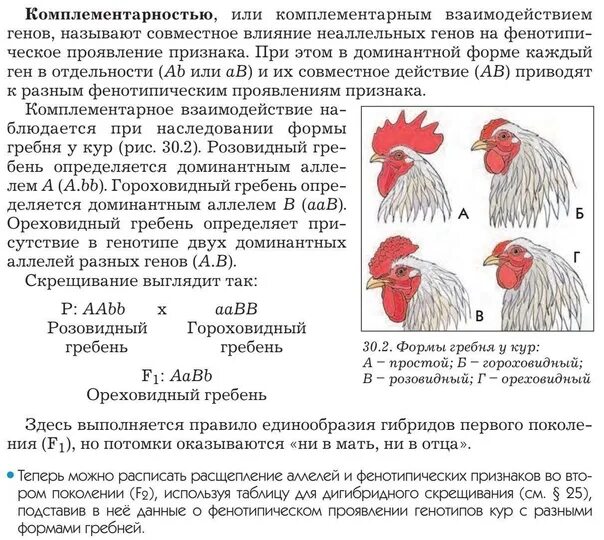 При скрещивании петуха с оперенными