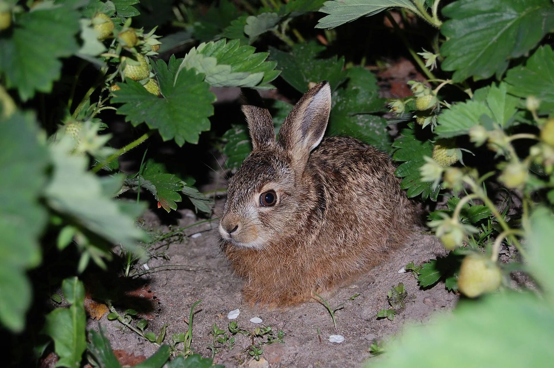 Заяц спрятался под куст или под кустом. Зайчик для дошкольников. Заяц под кустом для детей. Зайчата под кустом. Заяц в кустах.
