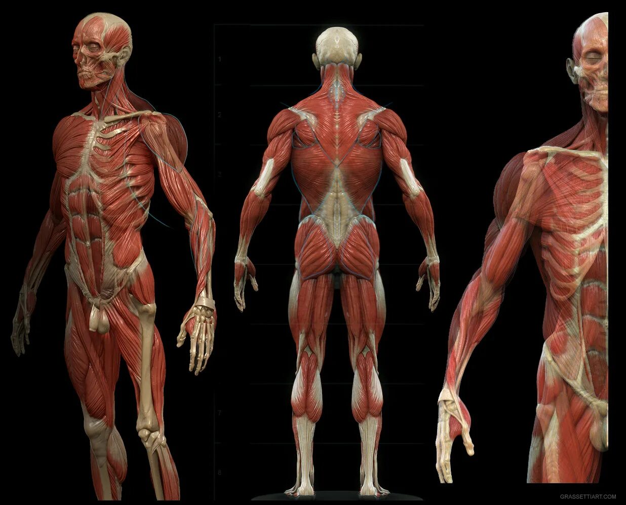 Тело вкусите. Rafael Grassetti Anatomy. Анатомия человека мышцы референс. Rafael Grassetti gumroad.