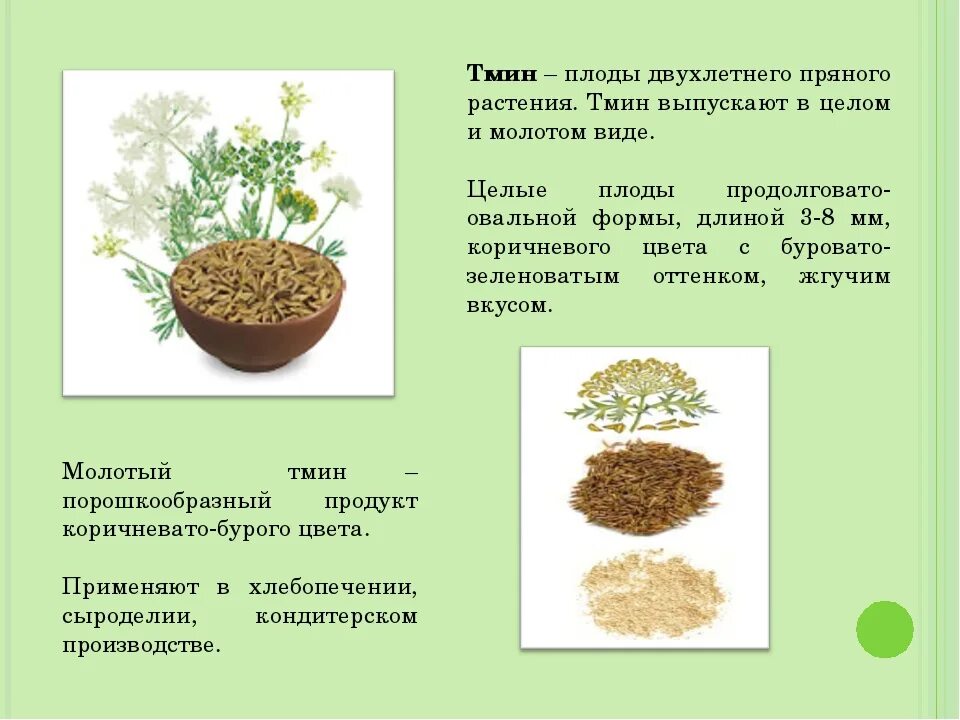 Тмин относится к пряностям. Плоды тмина. Тмин группа пряностей. Тмин относится к группе пряностей.