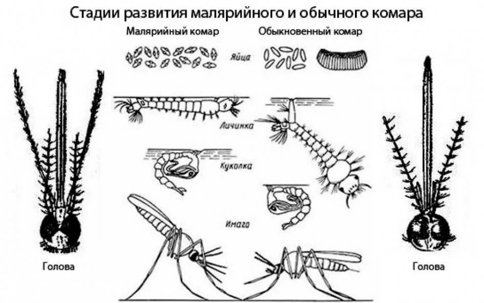 Цикл развития комара анофелес. Стадии развития обычного и малярийного комара. Стадии развития малярийного комара. Жизненный цикл комара анофелес.