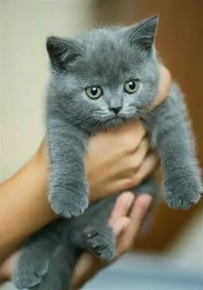 Шотландский котенок мальчик. Голубые скоттиш страйт котята. Шотландские котята страйт голубой. Шотландская голубая кошка прямоухая. Голубой шотландский котенок прямоухий.