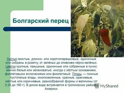Перец однолетний лапчатка абрикос земляника редька