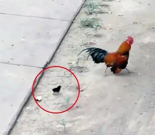 Нашли петуха