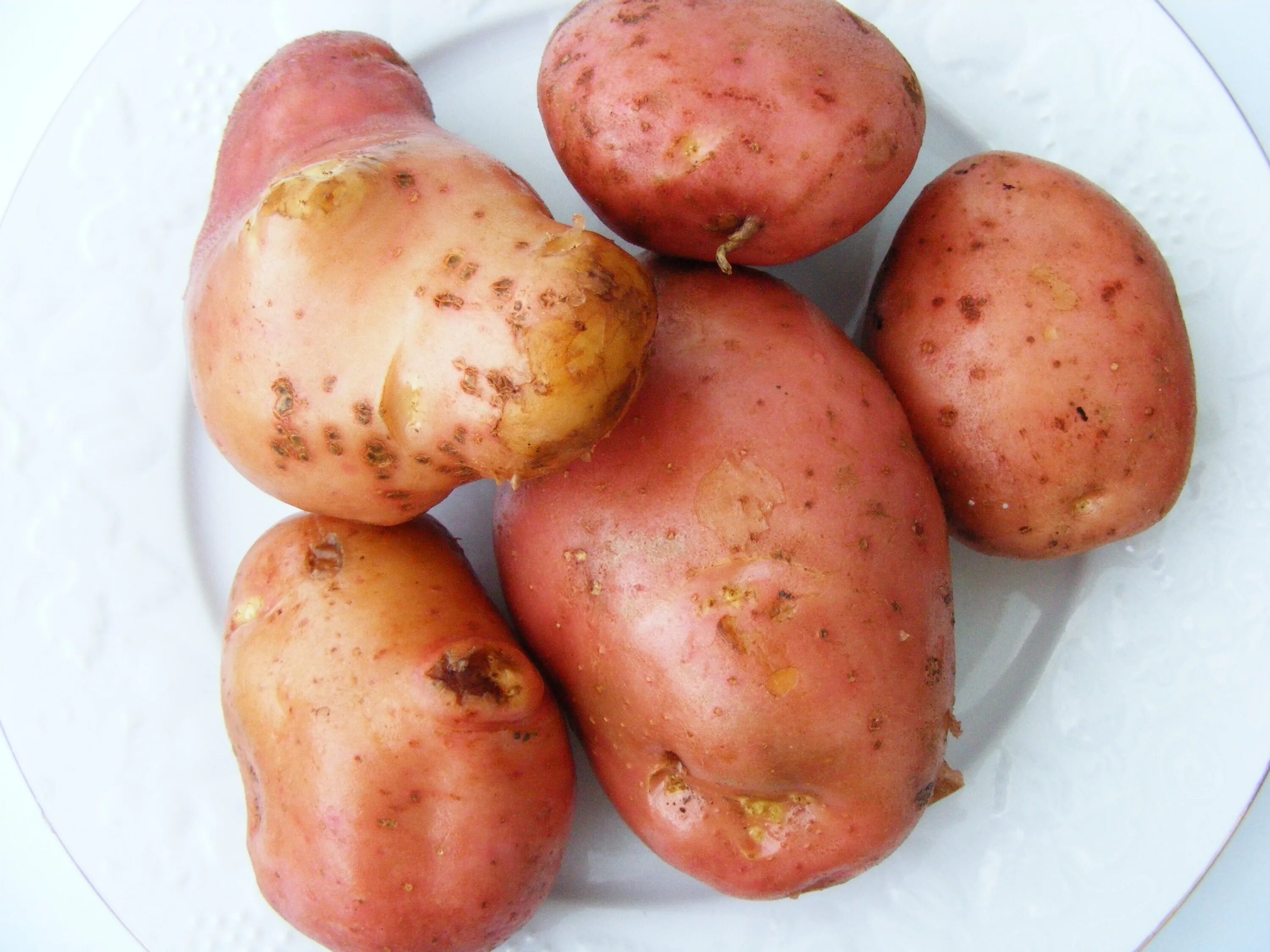 Potatoes picture. Картошка. Картошка с овощами. Фрукт картошка. Картофель свежий.