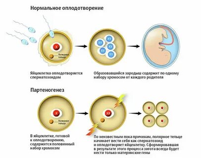 Антибиотик яйцеклетка