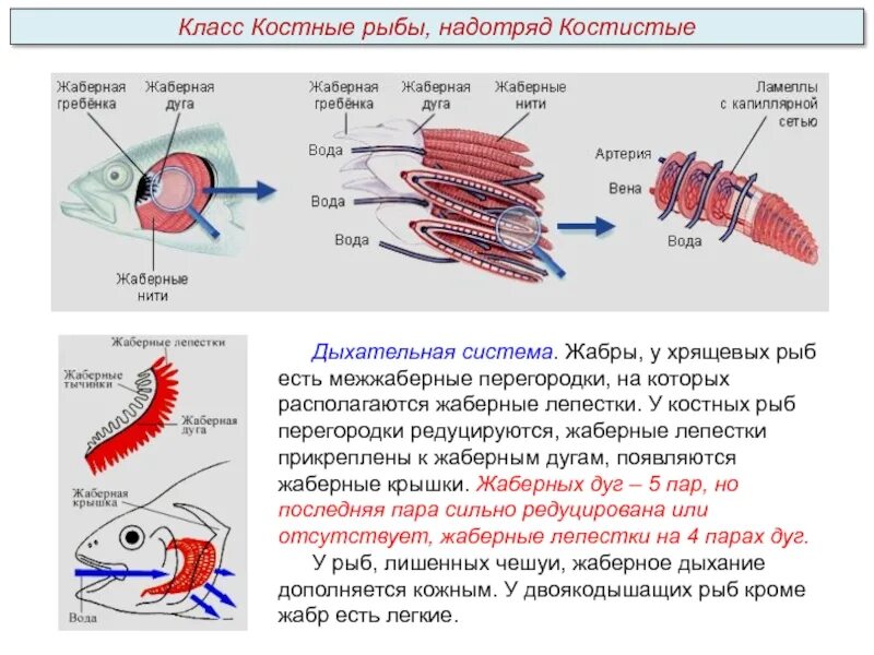Кожные жабры. Кожные жабры. Система дыхания кольчатых червей. Кожные жабры. Многощетинковые черви органы дыхания.