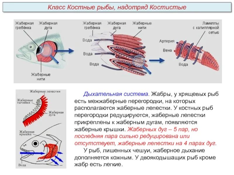 Характерные признаки типа жаберных щелей. Жабры анатомия рыб. Жаберный аппарат костистой рыбы. Надкласс рыбы дыхательная система. Дыхательная система костных и хрящевых рыб.