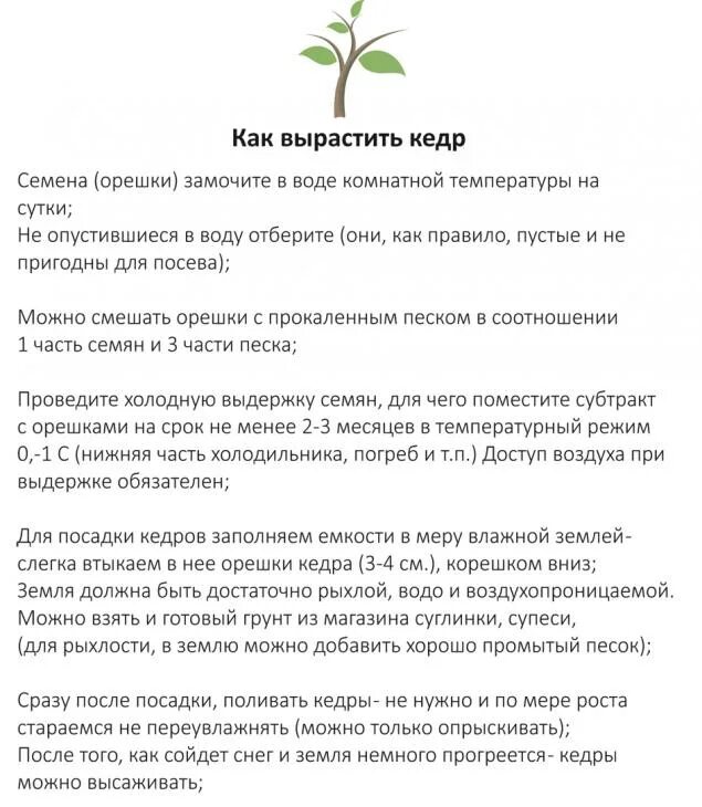 Как правильно посадить кедр. Памятка как вырастить кедр. как сажать кедр схема. рекомендации по уходу за кедром. инструкция по выращиванию кедра из семян.