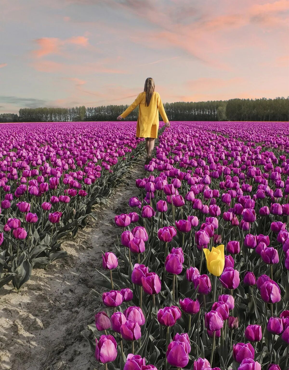 Где тюльпановые поля. Тюльпановые поля в Нидерландах. Тюльпановые плантации в Голландии. Амстердам тюльпановые поля. Голландские тюльпаны поля Голландии тюльпановые поля Голландии.