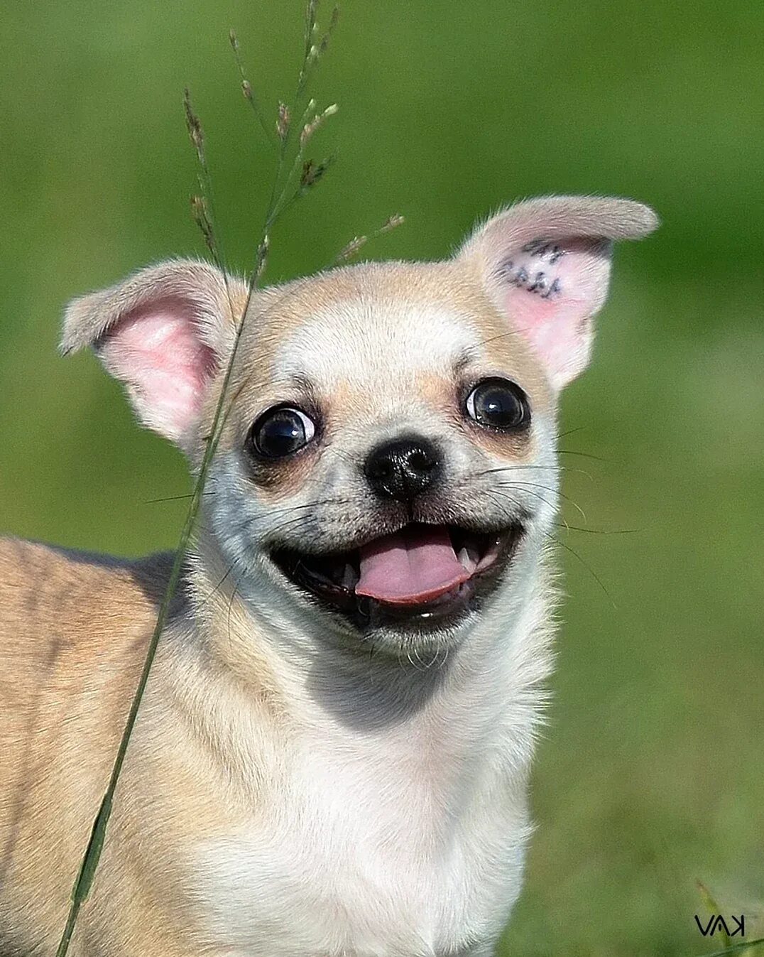 чивава что это. чивава что это. чау хуа хуа. порода собак чихуахуа. собака чихуа хуа хуа.