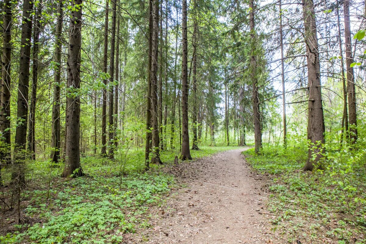 Одинцово получить землю. Одинцовский лес. одинцовский район леса. природа одинцовского района. одинцово леса.