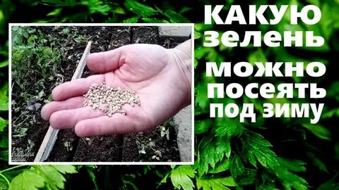 Когда сеять зелень