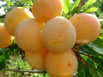 Слива желтая самоопыляемая