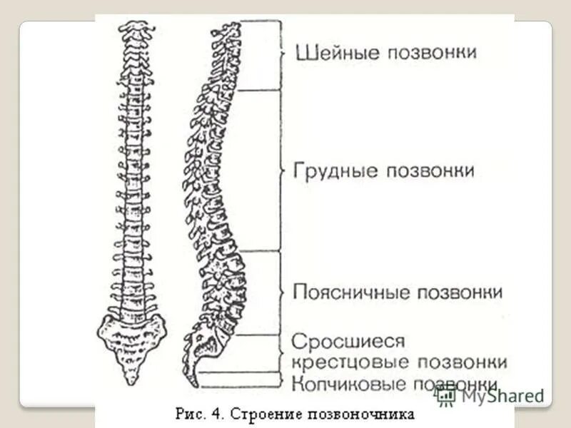 Отделы позвоночного столба человека схема. Позвонок строение на скелет. Строение скелета позвоночника анатомия. Кости человека анатомия Позвоночный столб. Изгибы костей