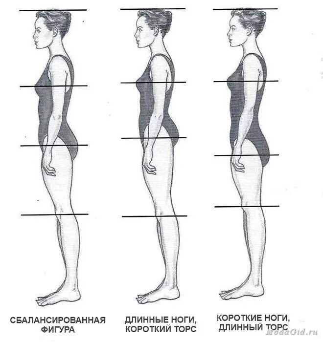 Тело насколько. Человеческая фигура. Ноги длиннее туловища. Пропорции женской фигуры. Короткие ноги и длинное туловище.