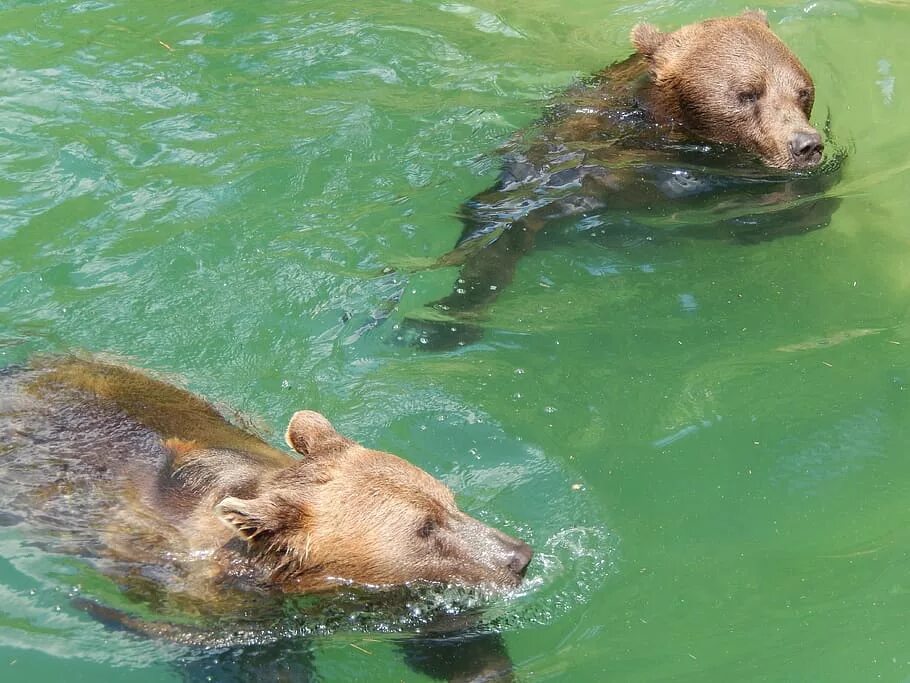 Animals swim
