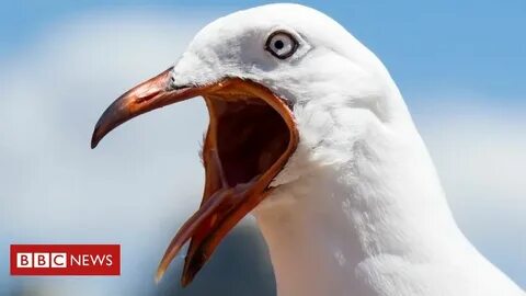 Чайка смеется